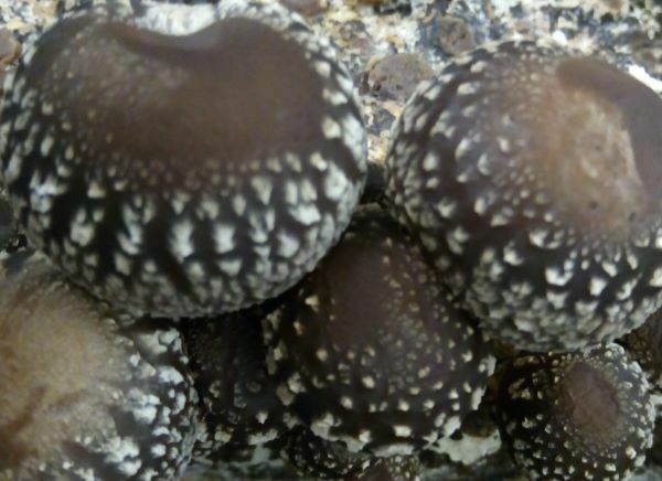 shitake4.0