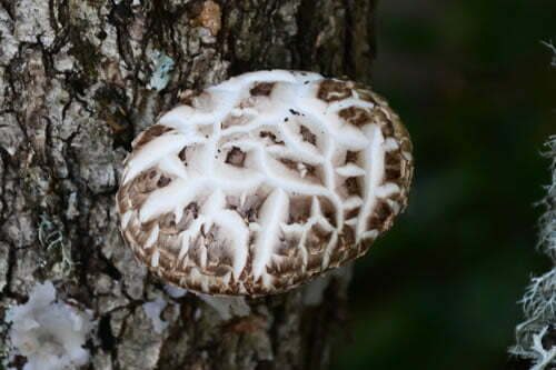home shitake1 mushroom